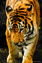 Siberian Tiger at Howletts Zoo