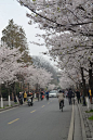 鸡鸣寺的樱花P1---P2：骑车走过樱花大道的人们，走过之后还会留有樱花的淡淡的...