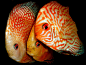 Discus Symphysodon spp (by Andrej Jakubik)