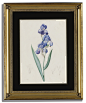 redouté pierre-joseph  iris ||| flower ||| sotheby's n08888lot6cbc2zh