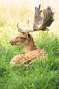 野生动物,动物,躺,鹿,爱尔兰都柏林_570296451_Fallow deer (dama dama) in phoenix park_创意图片_Getty Images China