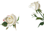 flowerrb.png (1087×780)