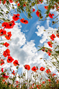 poppies - such fresh colors!: Spring Flowers, Flowers Fields, Fields Flowers, Flowers Guide, Blue Sky, Points Of View, Poppies Fields, Red Poppies, Flowers Garden