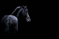 General 2536x1697 dark animals horse