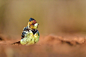 南非拟鴷   Trachyphonus vaillantii 鴷形目 非洲地拟鴷属
Crested Barbet by Max Zimmer on 500px