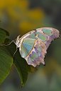 孔雀石蝴蝶  malachite butterfly