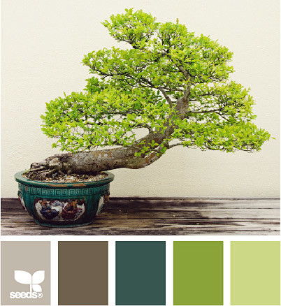 bonsai color