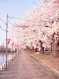 Cherry blossoms Japan