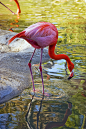 yehudaedri:<br/>San Diego Zoo by Artypixall on Flickr.❥⊱