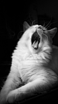 Yawn 2 | Cats