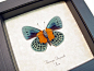 Butterfly Framed Real Asterope Degandii Orange Patch Blue Butterfly 6253 | Real Butterfly Gifts Framed Butterflies and Insect Displays