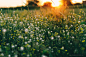 Photograph How I love summer sunsets at the countryside by Julia Krasovskaya on 500px