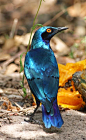 #吸啾# 蓝耳丽椋鸟------耀眼迷离的金属蓝... 来自黎黎的金鸟笼 - 微博