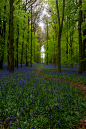 vurtual: Vibrant Dockey Wood - Ringshall, Buckinghamshire (by IanAWood)