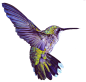 蜂鸟 紫色