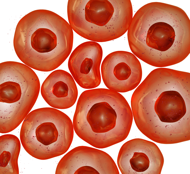 红色血细胞3d立体