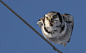 一个芬兰摄影师拍到的一只路过的猫头鹰........ 看什么看啊！ 没见过别个飞啊....... 新表情已洗脑......（转）