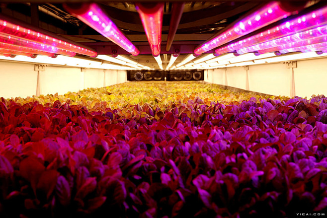 花式种菜法：世界最大垂直农场年产90万公...