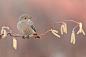 赭红尾鸲 Phoenicurus ochruros雀形目鹟科红尾鸲属雌性
Black Redstart Dawn 4K at 5000 iso by Lorenzo Magnolfi on 500px