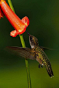 蜂鸟目·蜂鸟科·宝石蜂鸟属：红宝石喉蜂鸟