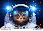 Beautiful cat in outer space. Elements of this image furnished by NASA.