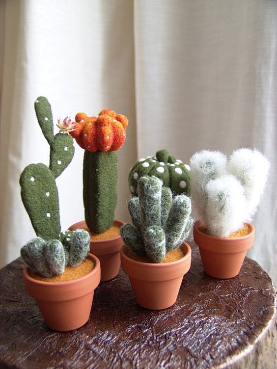 Cactus Plant, Home D...