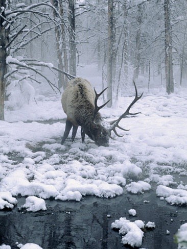 ｄｅｅｒ　＆　ｓｎｏｗ