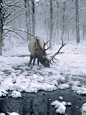 ｄｅｅｒ　＆　ｓｎｏｗ