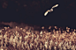 Photo “barn owl tones" by Mark Bridger