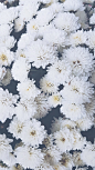 General 1440x2560 white flowers nature