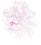 白芍花开 淡粉 粉色 淡雅 清新 花朵 PNG 免抠 免抠图 透明背景 素材 设计