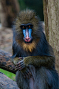 vurtual: Mandrill (by Hermen van Laar)