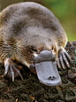 ~~ platypus ~~ | Wildlife