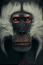 The Gelada Baboon | Primate Series , Andre Holzmeister : This is the 5th Primate of this series.  Texture.XYZ alphas were used for the fine detail on the skin, Zbrush 4R8, Fibermesh, Arnold for Rendering