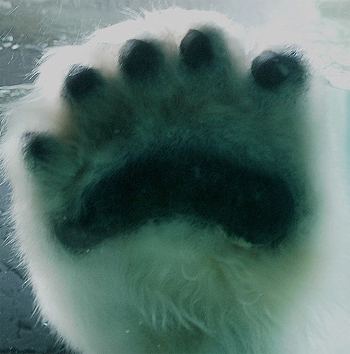 Polar Bear，一组可爱的北极熊水...