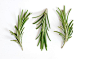 饮食,食品,自然,植物学,白色_157336697_Fresh Rosemary (Rosmarinus officinalis) on White_创意图片_Getty Images China