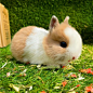 小垂耳宠物猫兔活物侏儒兔子好的兔小型养可爱活茶G杯兔兔子迷你-淘宝网