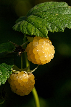 东走西顾的小白采集到大自然の花草