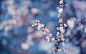 White-cherry-flowers-bloom-twigs-blurry-background_2560x1600
