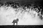 Stray Horse Photo by William Mok -- National Geographic Your Shot