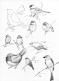 tweet tweet - sweet little bird illustration #素描#