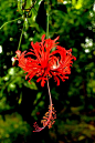 吊灯扶桑(Hibiscus schizopetalus (Mast.) Hook.f.) 锦葵科木槿属常绿灌木，原产热带东非的肯尼亚、坦桑尼亚和莫桑比克等地。美爆了