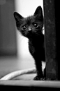 Never hesitate to adopt a black cat! They are the least adopted color of cats due to a stupid superstition.