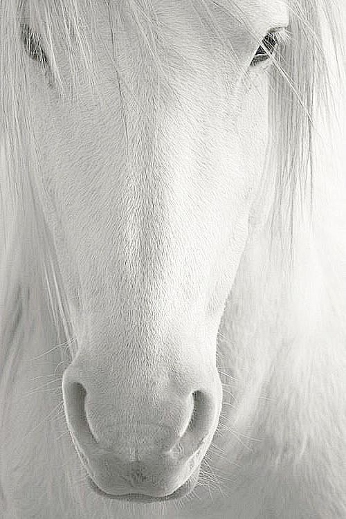 Horse magic • photo/...