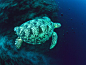畅游海底：领略缤纷的海洋生物