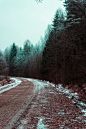 Green Leafed Trees next to a road