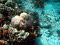 漫潜沙巴海底世界 奇遇可爱小海龟(组图)