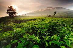 前路茫茫采集到茶山