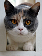 British Shorthair: 