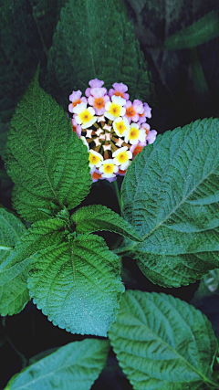 梓音采集到花草